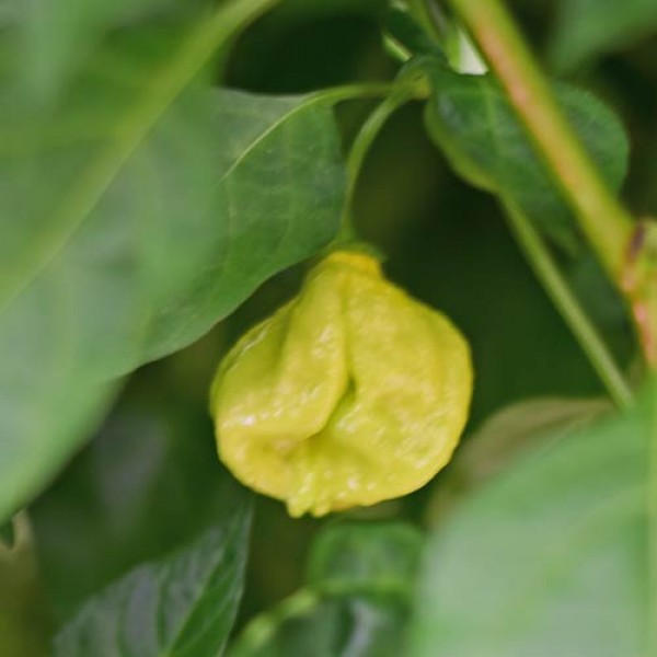 Senega_Chili_Samen_01.jpg