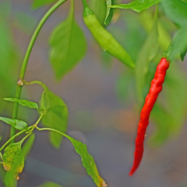 Organic Nepal Snakebite Chili Seeds