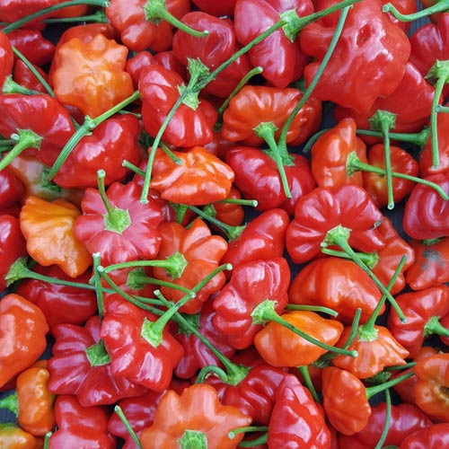 Buy 15 RED Variety Brazilian Starfish Pepper Seeds Isolated padded Envelope  Shipping, Tracking Number Included. Online in India 