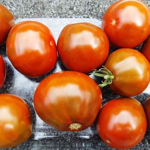 Japanese Black Trifele tomato seeds - buy online at chili-shop24.com