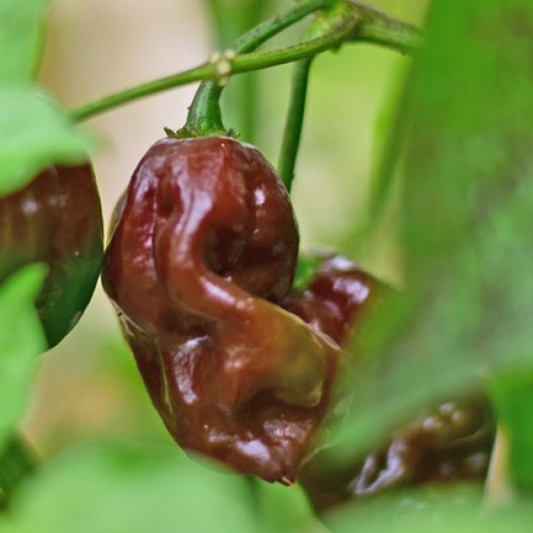 Habanero Brown Chili Seeds