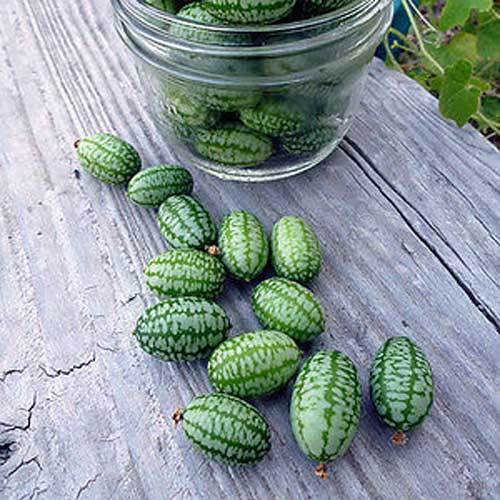 Graines de Cucamelon - Mini pastèque - Prix €1.85