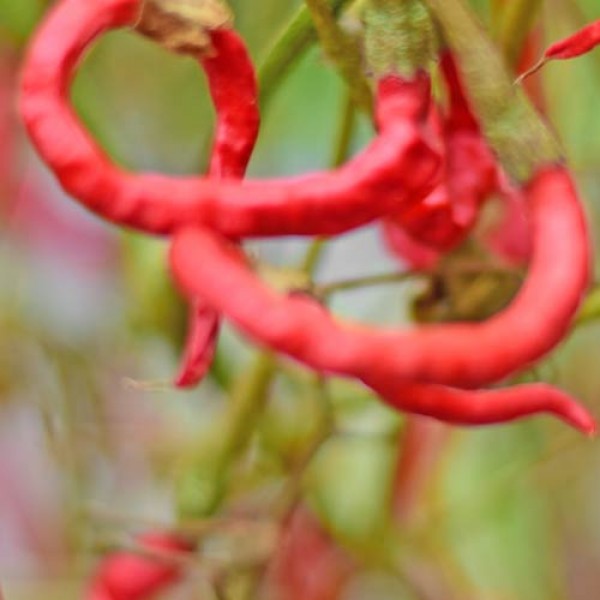 Whippets Tail Chili Seeds