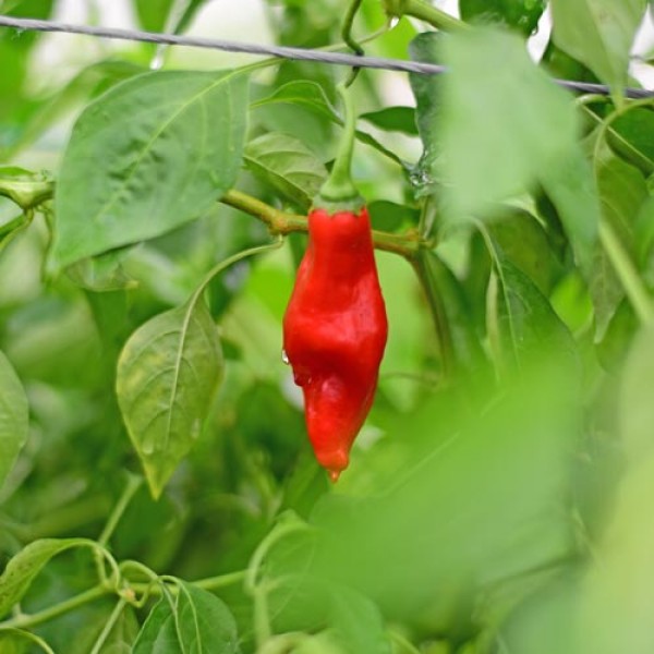 Aji_Angelo_Chili_Samen_01.jpg