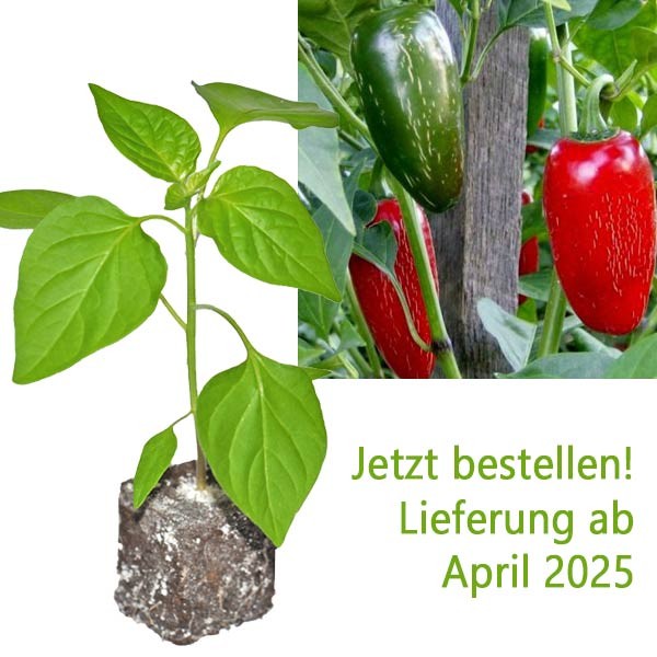 BIO_Jalapeno_Early_Chili-Pflanze_01.jpg