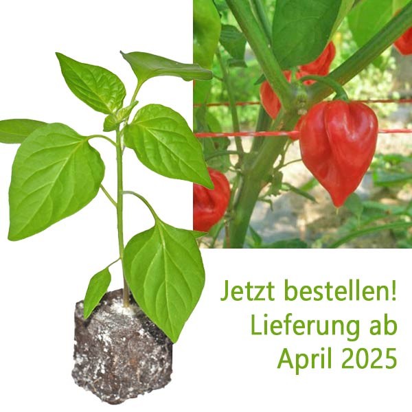 BIO_Habanero_Francisca_Red_TM_Chili-Pflanze_01.jpg