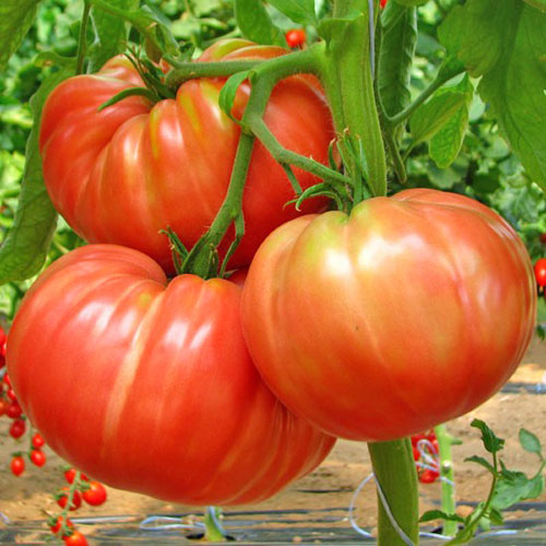 Belmonte tomato seeds - buy online at chili-shop24.com